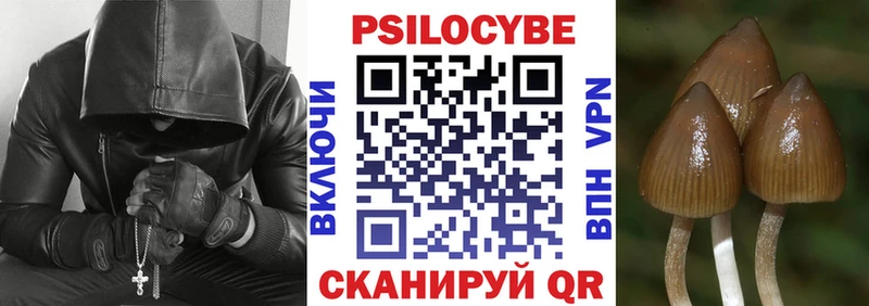 где купить наркоту  Каменногорск  Псилоцибиновые грибы мицелий 